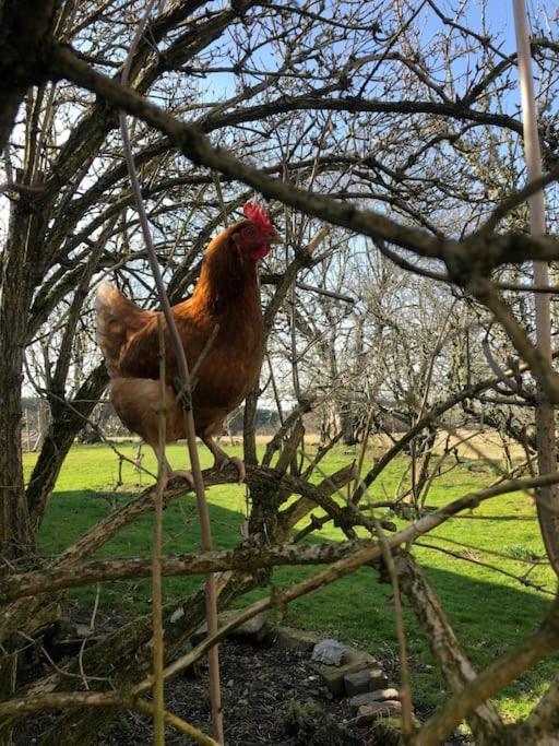 הוילה Dunning The Steading At Pitmeadow Farm מראה חיצוני תמונה