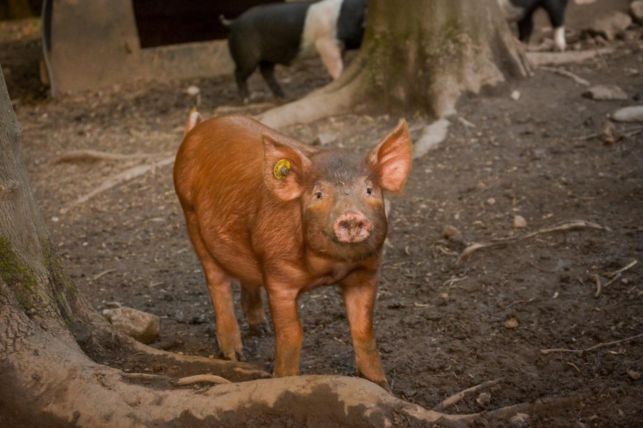 הוילה Dunning The Steading At Pitmeadow Farm מראה חיצוני תמונה