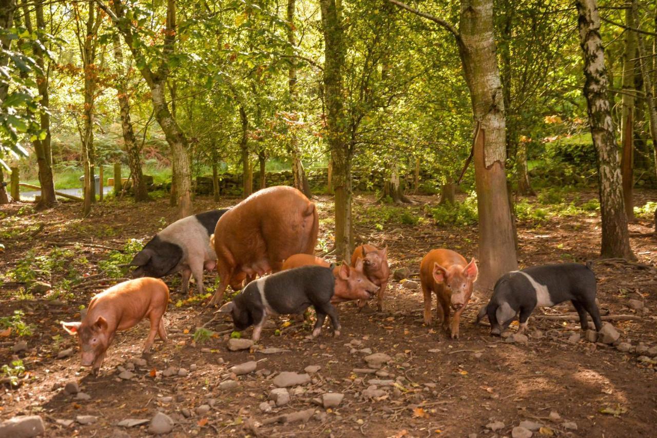 הוילה Dunning The Steading At Pitmeadow Farm מראה חיצוני תמונה